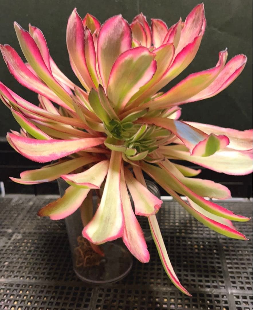 20#多肉植物アエオニウム錦❤️カルミン*エメラルド❤️1大頭8つ子芽22cm拔き苗