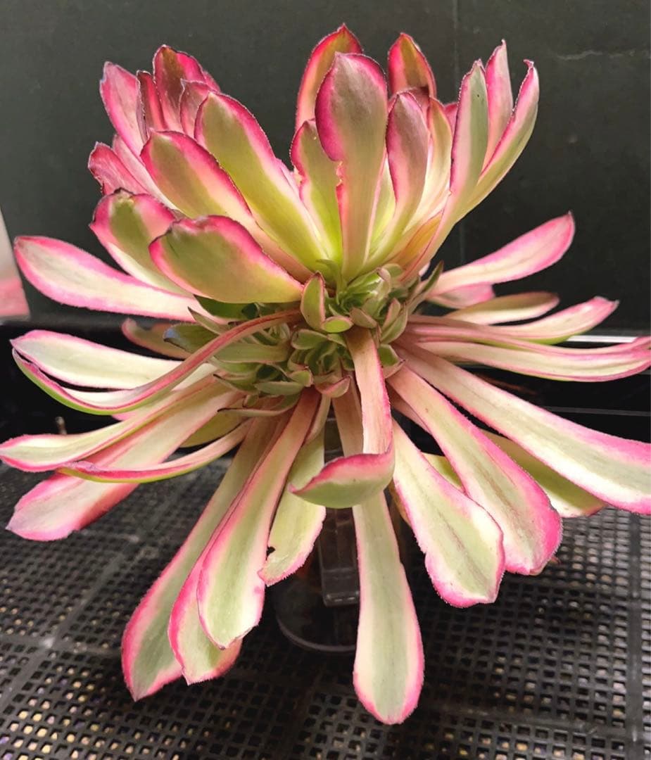 20#多肉植物アエオニウム錦❤️カルミン*エメラルド❤️1大頭8つ子芽22cm拔き苗