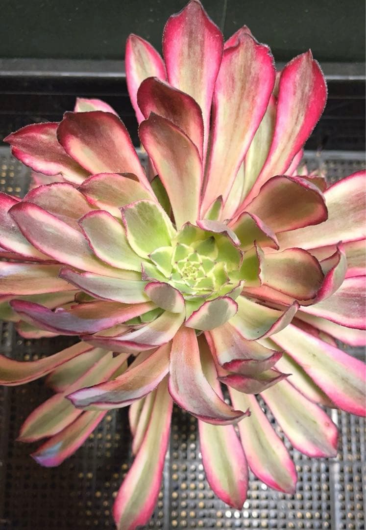 20#多肉植物アエオニウム錦❤️カルミン*エメラルド❤️1大頭8つ子芽22cm拔き苗