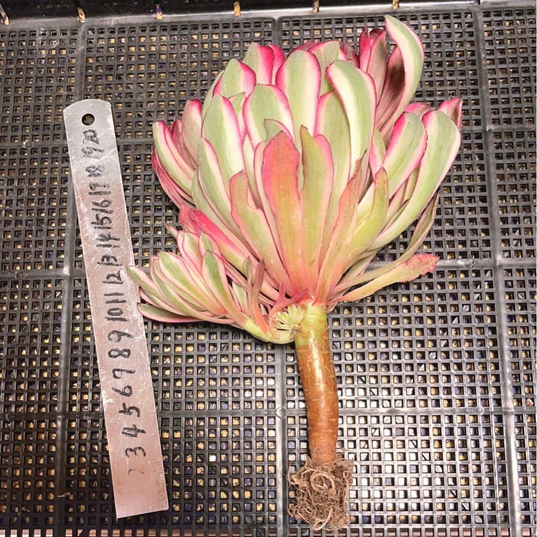 20#多肉植物アエオニウム錦❤️カルミン*エメラルド❤️1大頭8つ子芽22cm拔き苗