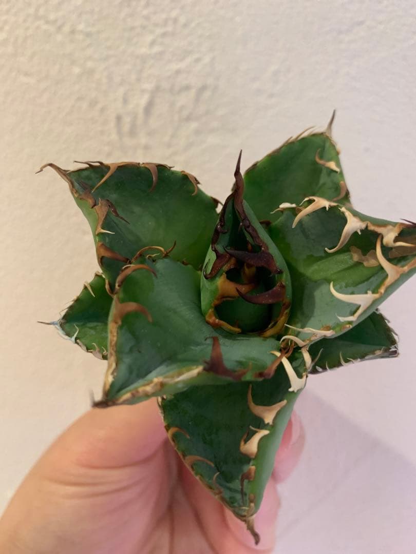 【goodtaniku】GTオアハカ実生＋2x「おまけ実生2点付き」