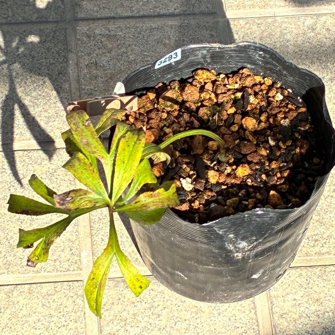 ヒ*イ様 ❤️根パンパン❤️⭐️超⭐️沢山新芽❤️3293⭐️SD⭐️herce