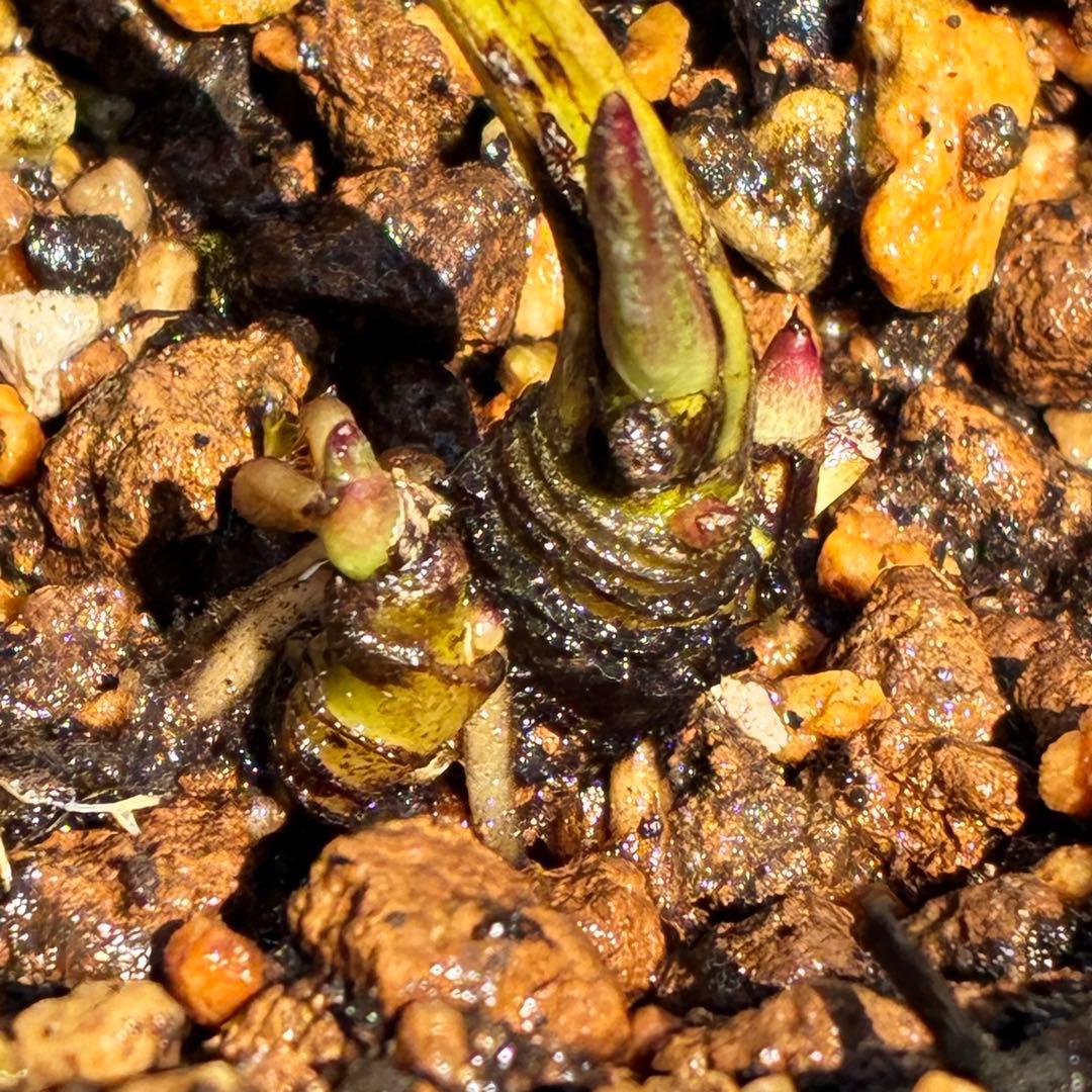 ヒ*イ様 ❤️根パンパン❤️⭐️超⭐️沢山新芽❤️3293⭐️SD⭐️herce