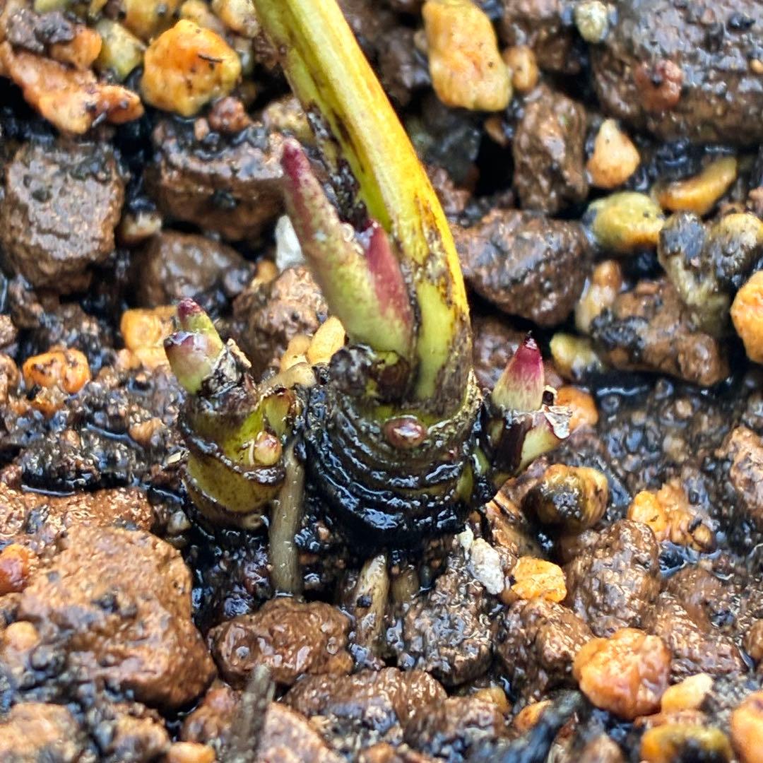 ヒ*イ様 ❤️根パンパン❤️⭐️超⭐️沢山新芽❤️3293⭐️SD⭐️herce