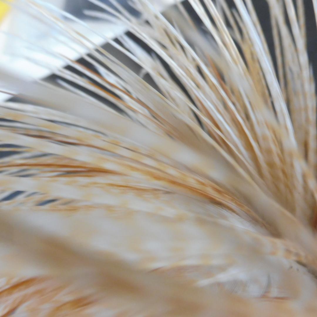 コックハックルケープ #Silver Barret Medium Ginger