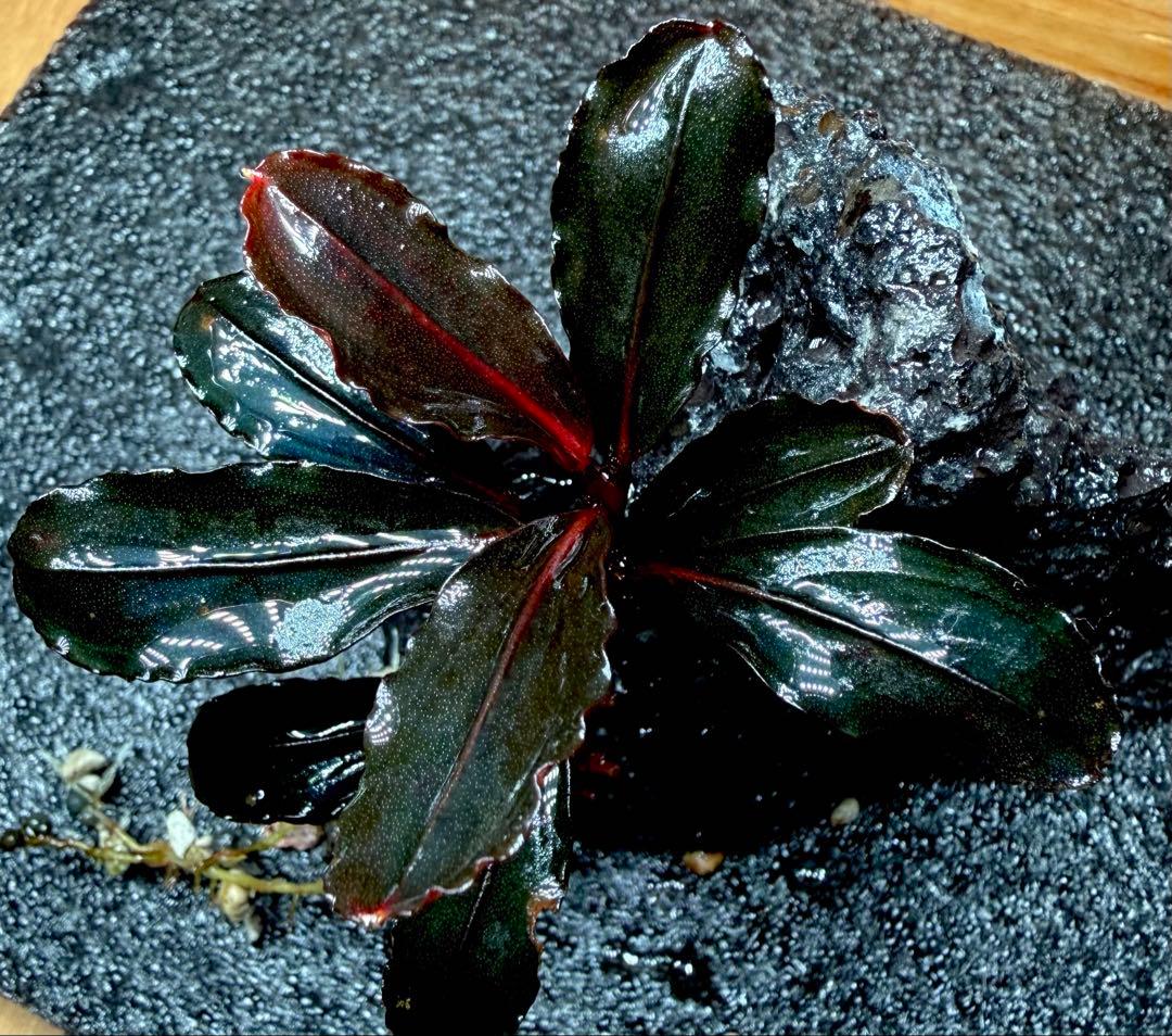 ブセファランドラ Neo 2015 1株 - メルカリ