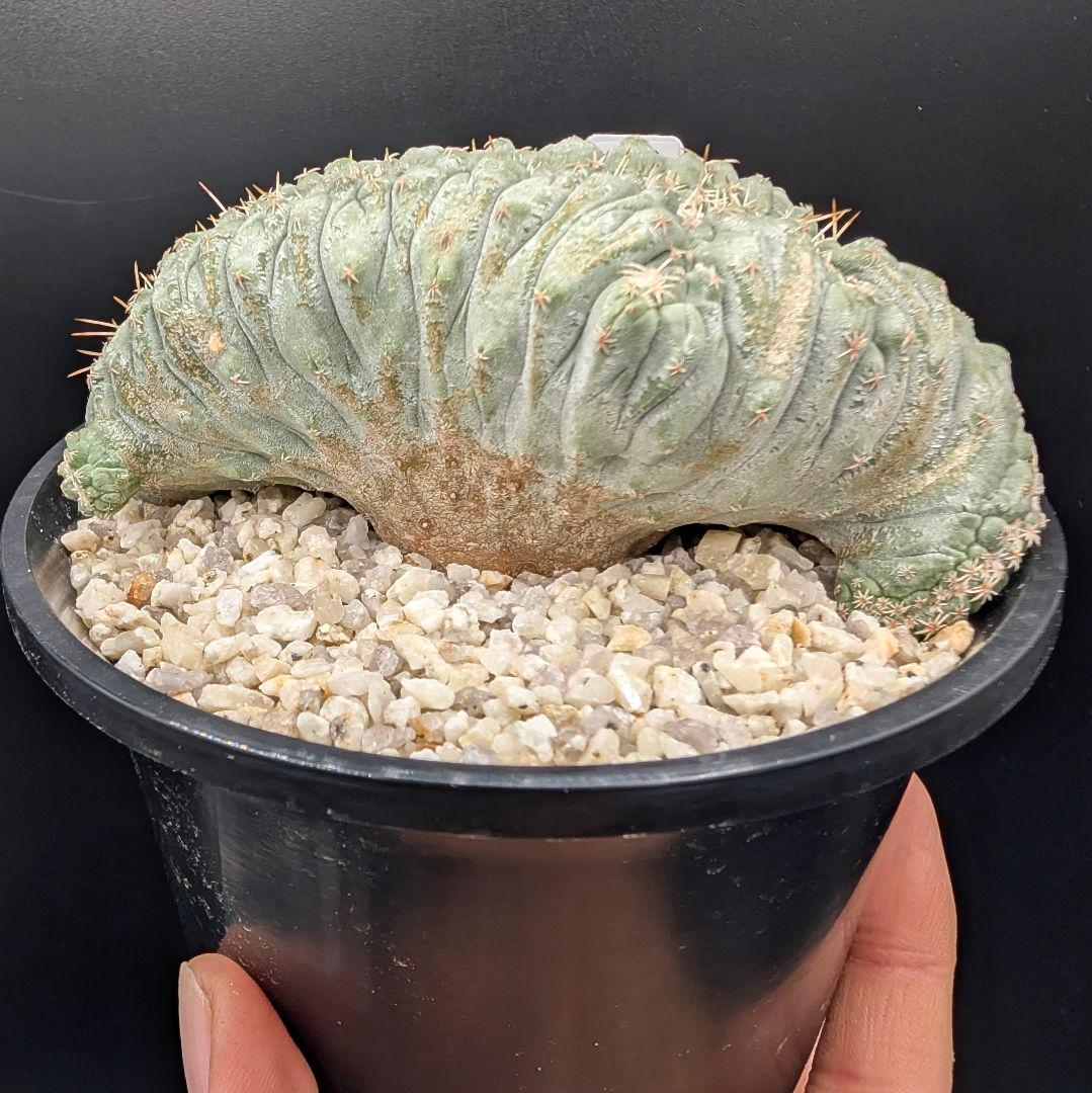 み*ん様 菊水綴化 国内実生 鉢植え メルカリ便送料込み