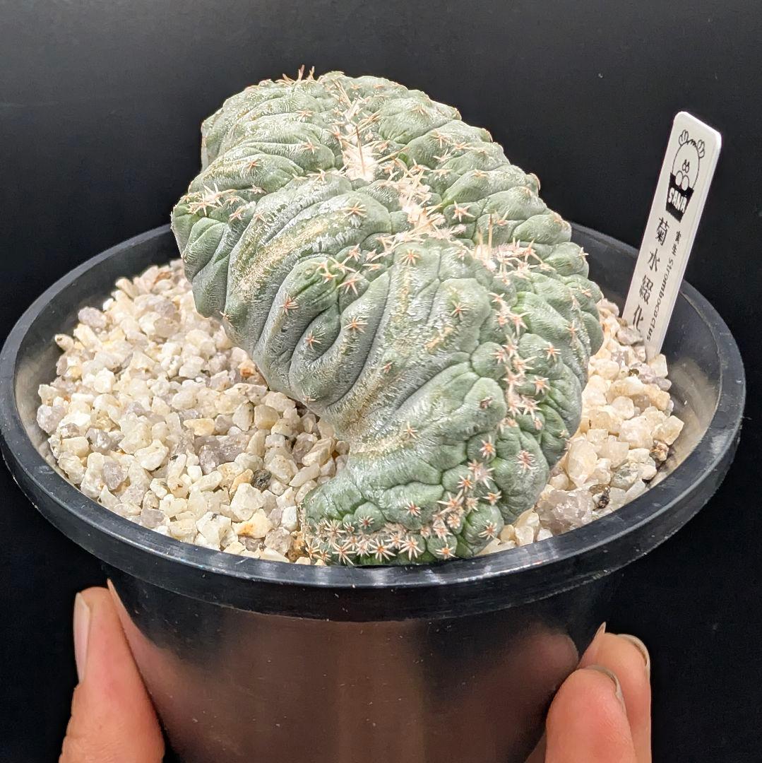 み*ん様 菊水綴化 国内実生 鉢植え メルカリ便送料込み