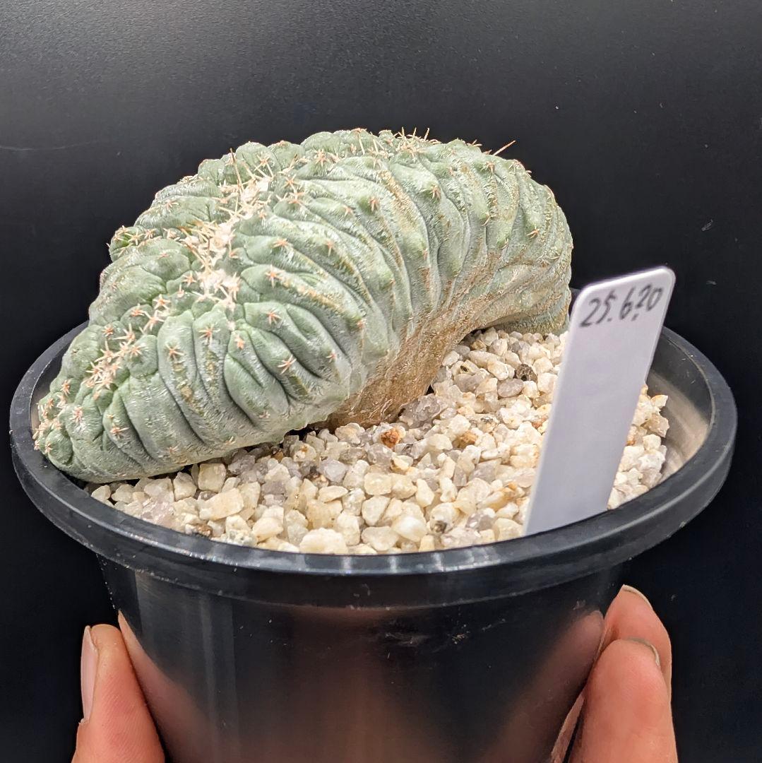 み*ん様 菊水綴化 国内実生 鉢植え メルカリ便送料込み