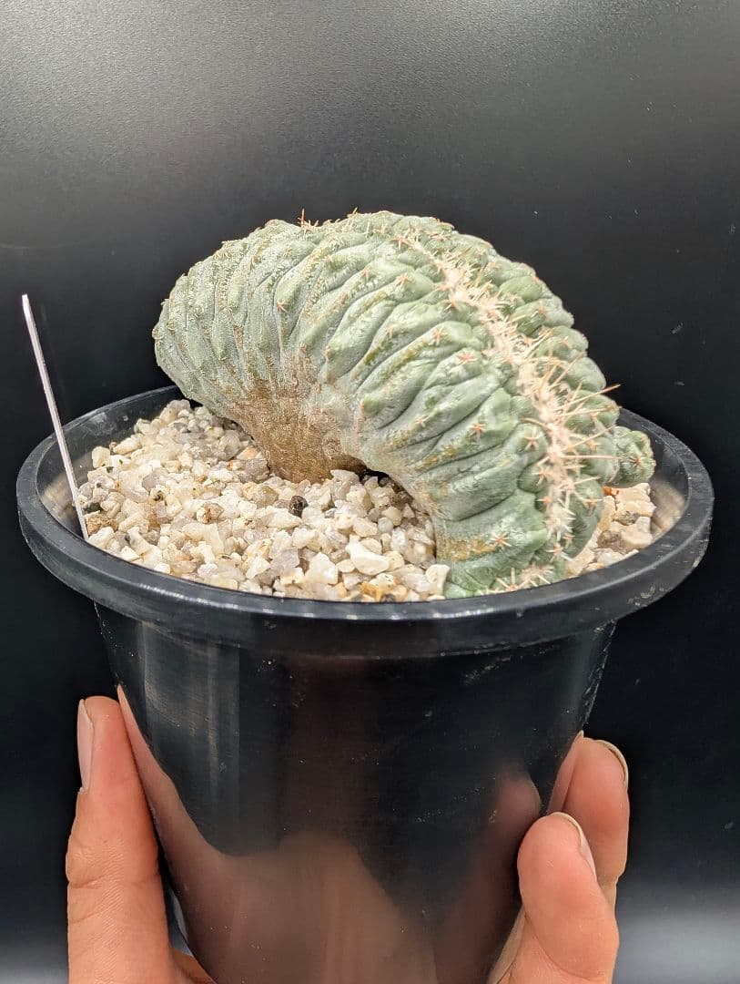 み*ん様 菊水綴化 国内実生 鉢植え メルカリ便送料込み