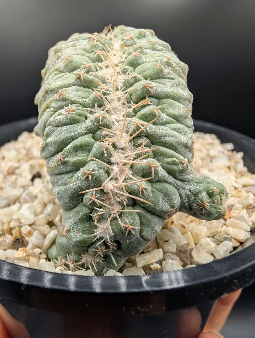 み*ん様 菊水綴化 国内実生 鉢植え メルカリ便送料込み