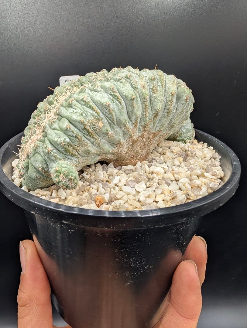 み*ん様 菊水綴化 国内実生 鉢植え メルカリ便送料込み