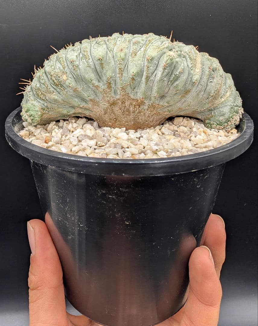 み*ん様 菊水綴化 国内実生 鉢植え メルカリ便送料込み