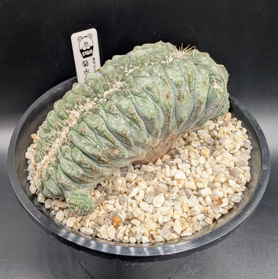 み*ん様 菊水綴化 国内実生 鉢植え メルカリ便送料込み