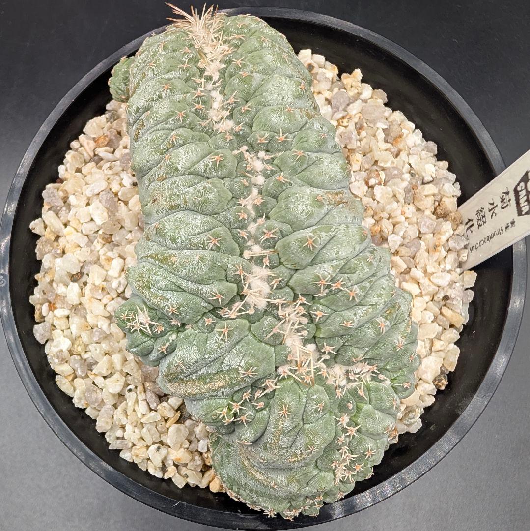 み*ん様 菊水綴化 国内実生 鉢植え メルカリ便送料込み