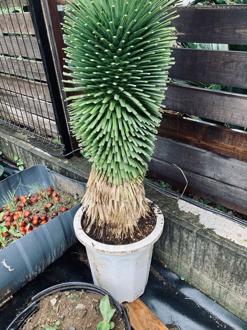 耐寒性ユッカロストラータ幹立ち大株◇南国ドライガーデン多肉アガベ ヤシ　ソテツ