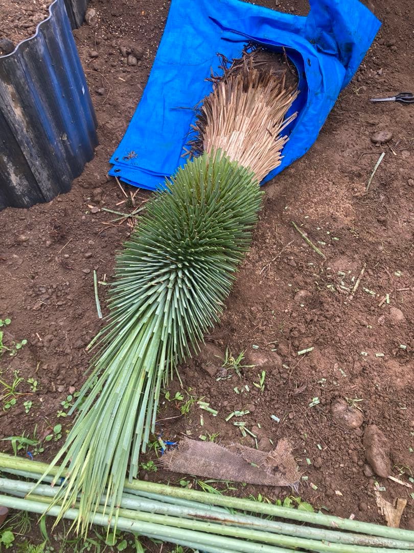 耐寒性ユッカロストラータ幹立ち大株◇南国ドライガーデン多肉アガベ ヤシ　ソテツ