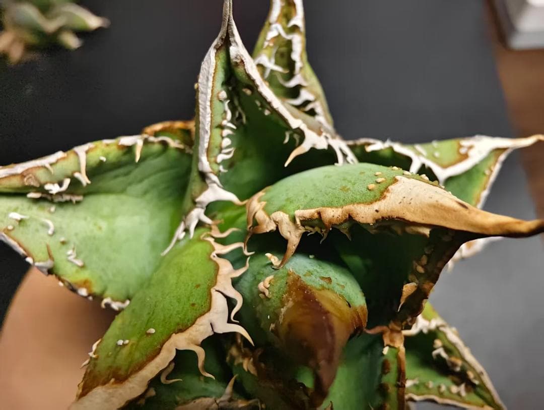 K*e様 アガベ チタノタ 麻花龍 極上強棘 美株 ブツブツ コレクシ Lize