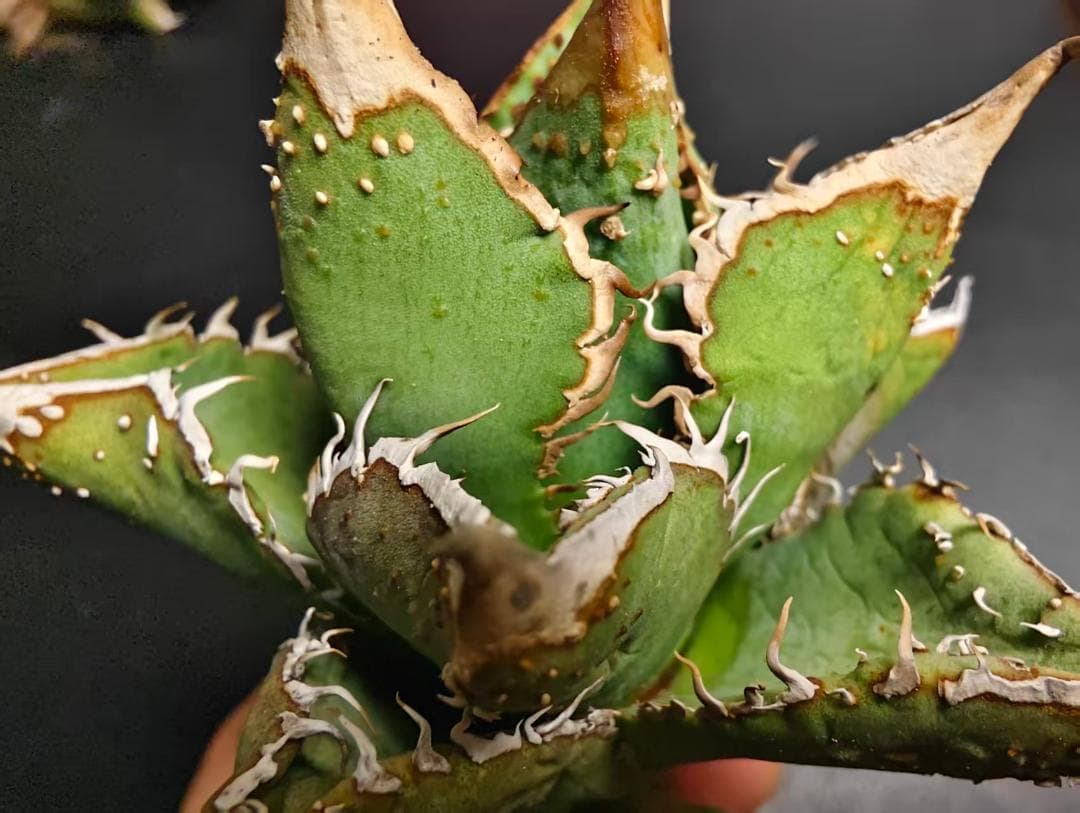 K*e様 アガベ チタノタ 麻花龍 極上強棘 美株 ブツブツ コレクシ Lize