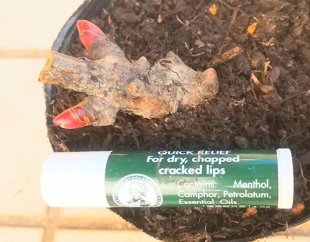 黒狐様 ４種 芍薬①ソルベット②麒麟丸③ブライダルシャリー④乙女桜 苗 ピオニー