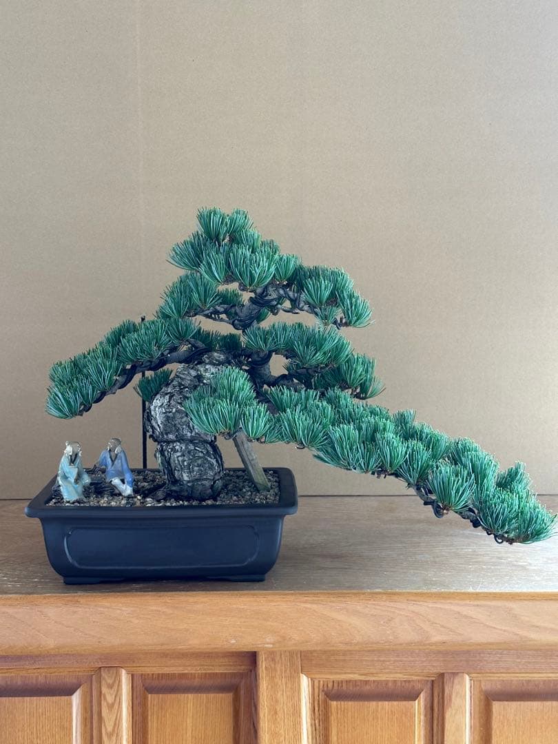 盆栽 銀八房五葉松 極太 貴風サイズ