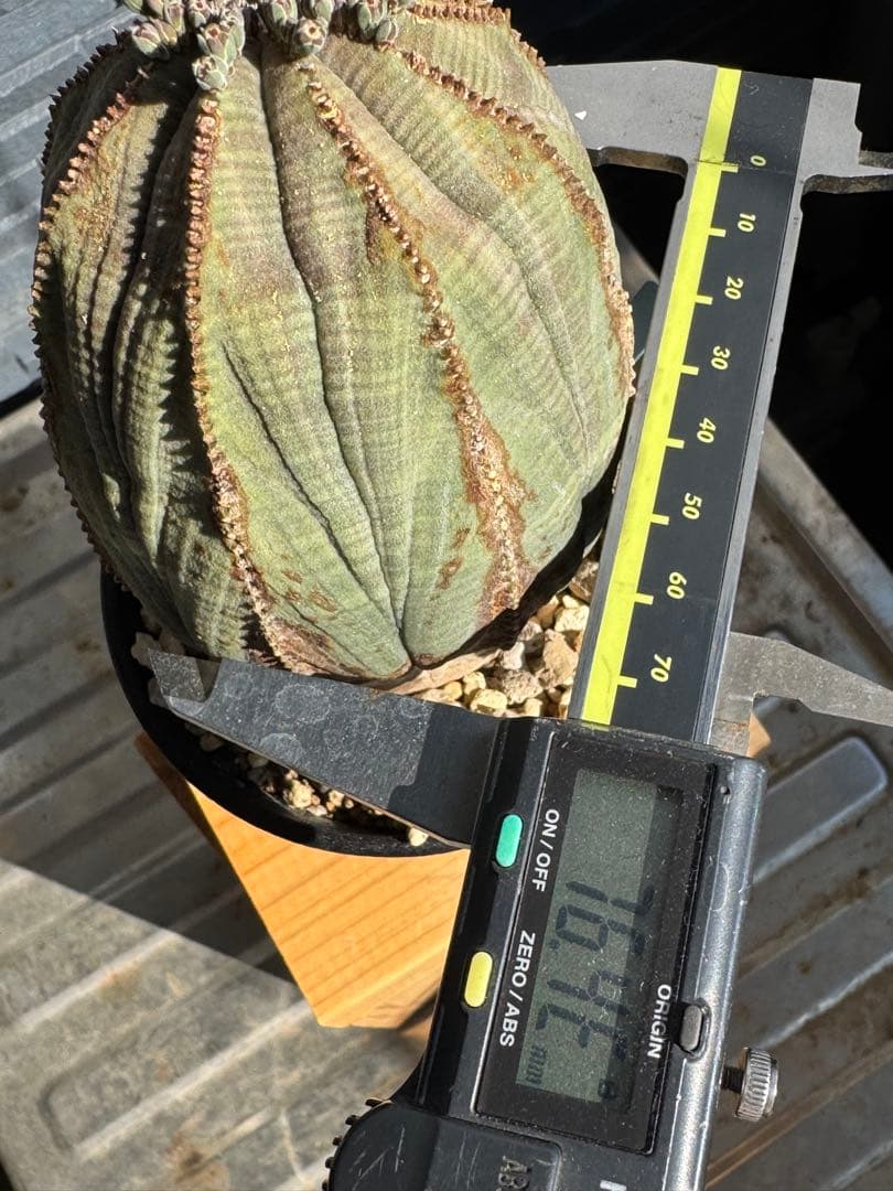 ☆美模様☆ユーフォルビア　オベサ　obesa 7.6cm　ホリダ　オス