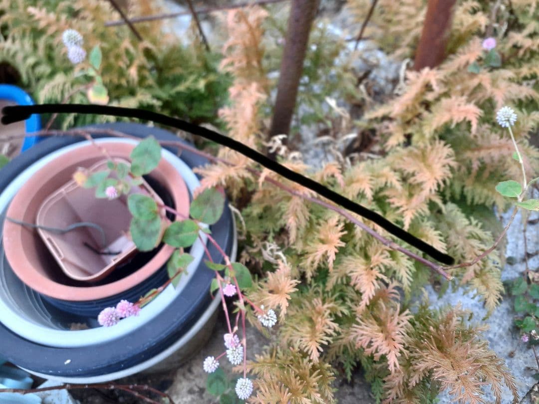 ポリゴナムご相談