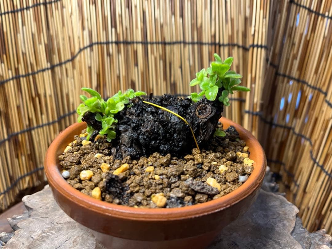 ✨✨✨オキナワアコウ【◎ガジュマル種】検/サービス品♪