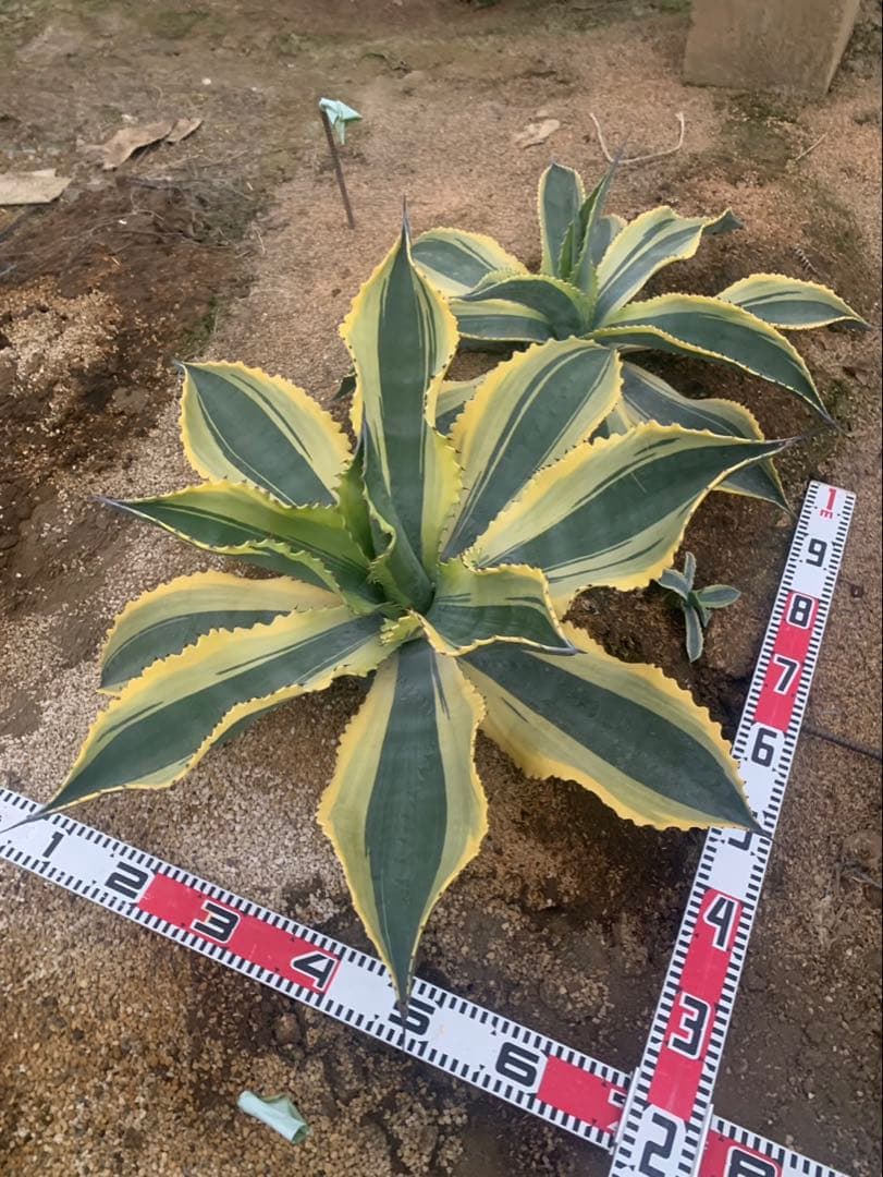 アガベ　リップルフェクト　親株