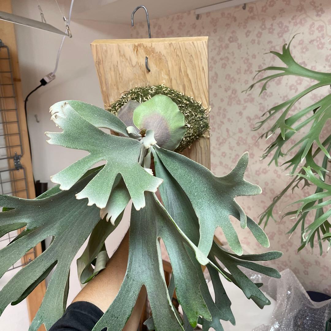 P.celso ビカクシダ　セルソタツタ　オリジナル　親株