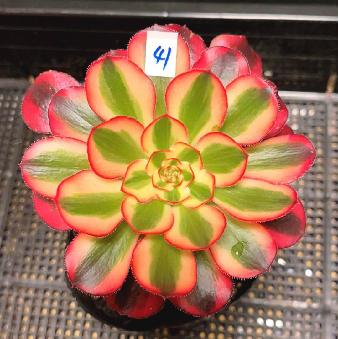 41#多肉植物アエオニウム錦❤️ シャネル ❤️1頭12cm拨き苗