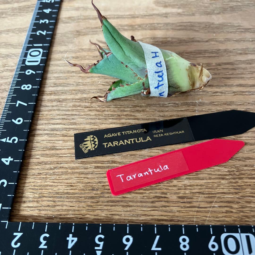 【初売り】⑦REZA産　イラン株　アガベ　TARANTULA