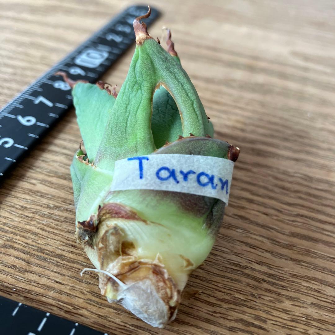 【初売り】⑦REZA産　イラン株　アガベ　TARANTULA