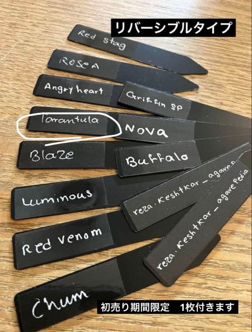 【初売り】⑦REZA産　イラン株　アガベ　TARANTULA