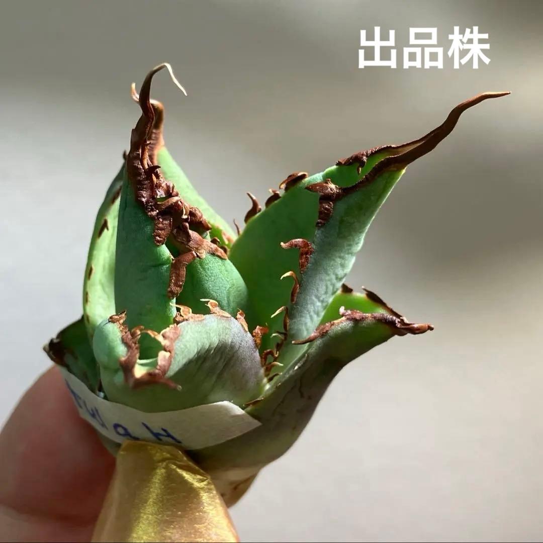 【初売り】⑦REZA産　イラン株　アガベ　TARANTULA