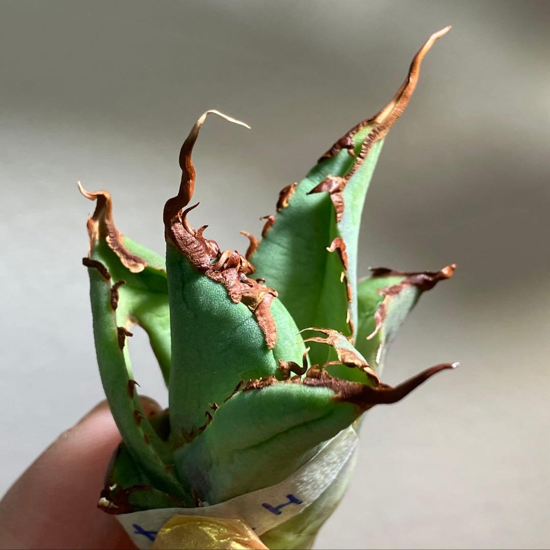 【初売り】⑦REZA産　イラン株　アガベ　TARANTULA