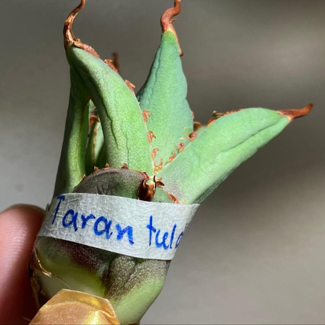 【初売り】⑦REZA産　イラン株　アガベ　TARANTULA