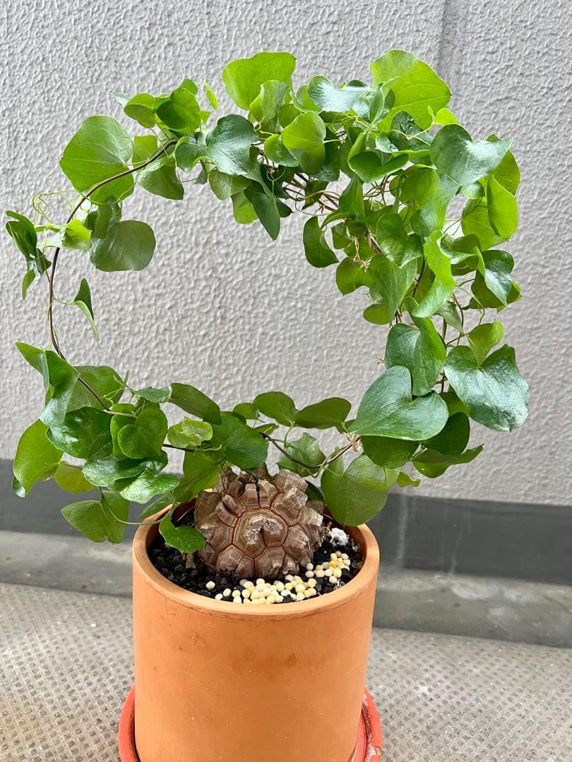 亀甲竜　① アフリカ　ディオスコレア　エレファンティペス　良株　※sale中