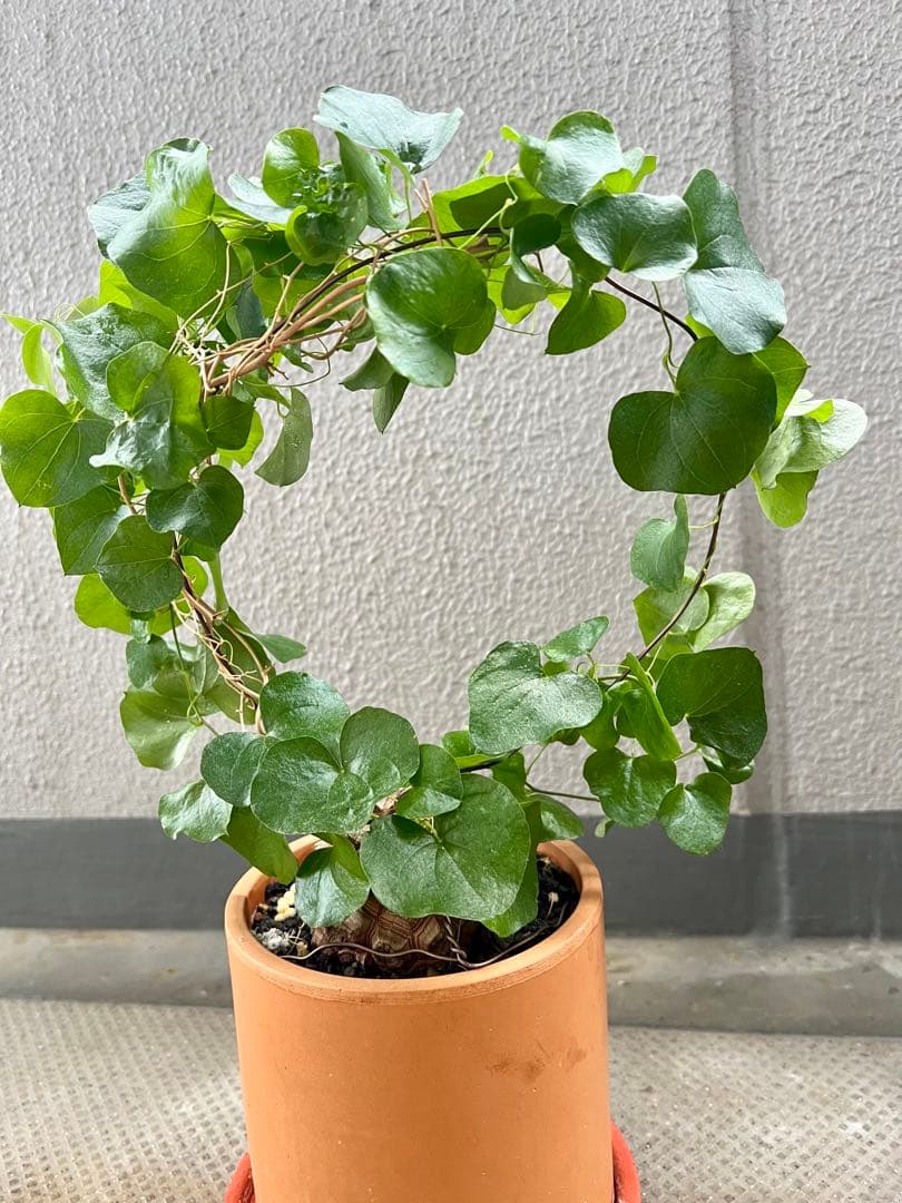 亀甲竜　① アフリカ　ディオスコレア　エレファンティペス　良株　※sale中