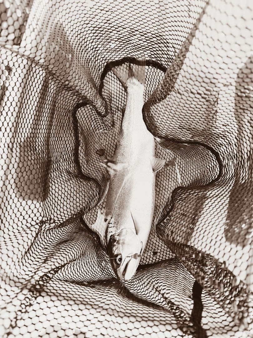 ビワマス釣り最強ルアー ！レイクトローリング ５個セット！