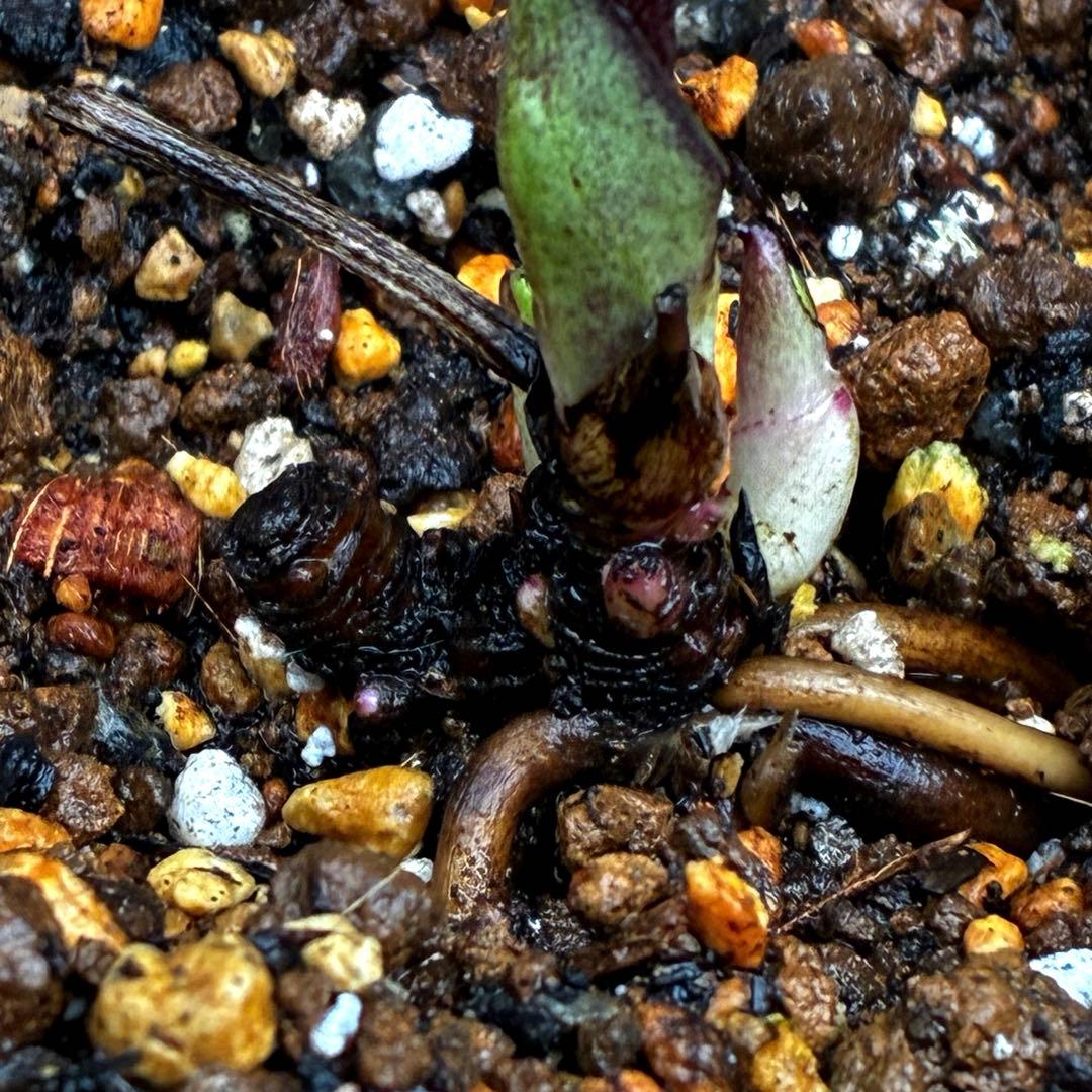 み*ん様 3474☘️花タグ付☘️新芽いっぱい☘️atrorubens⭐️原生地