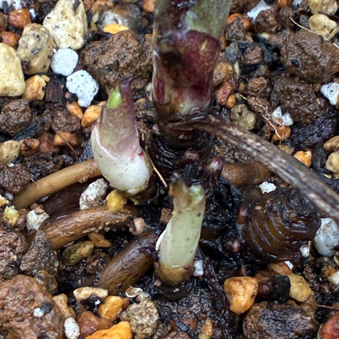 み*ん様 3474☘️花タグ付☘️新芽いっぱい☘️atrorubens⭐️原生地