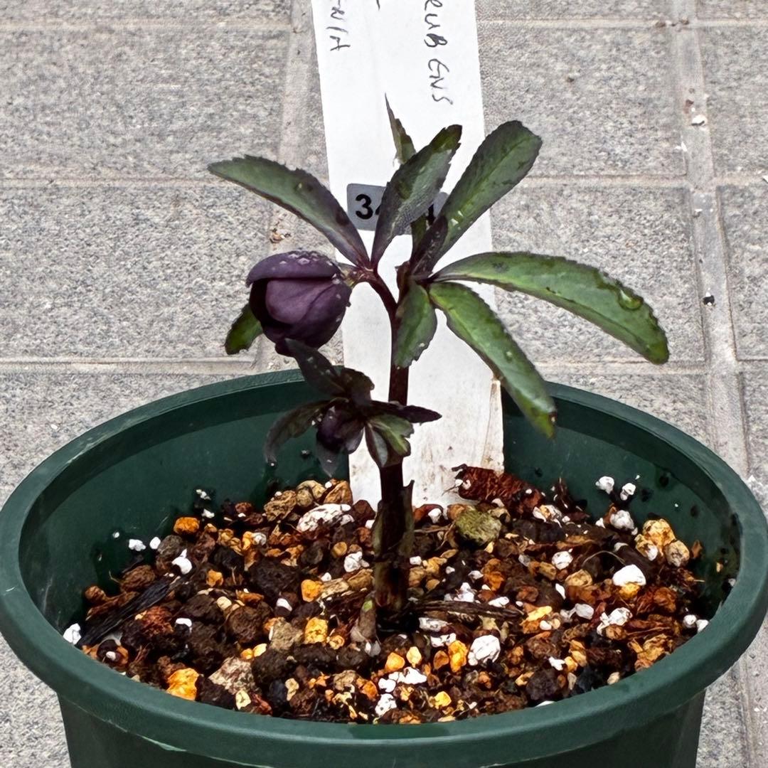 み*ん様 3474☘️花タグ付☘️新芽いっぱい☘️atrorubens⭐️原生地