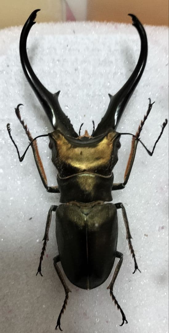 特大モンギローニホソアカクワガタ標本（超貴重） - メルカリ