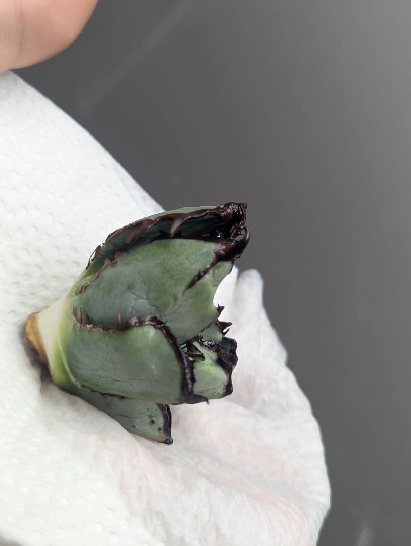 チタノタ「惡魔BB」陽炎タイプ OC天芽 悪魔BB 裏棘BB