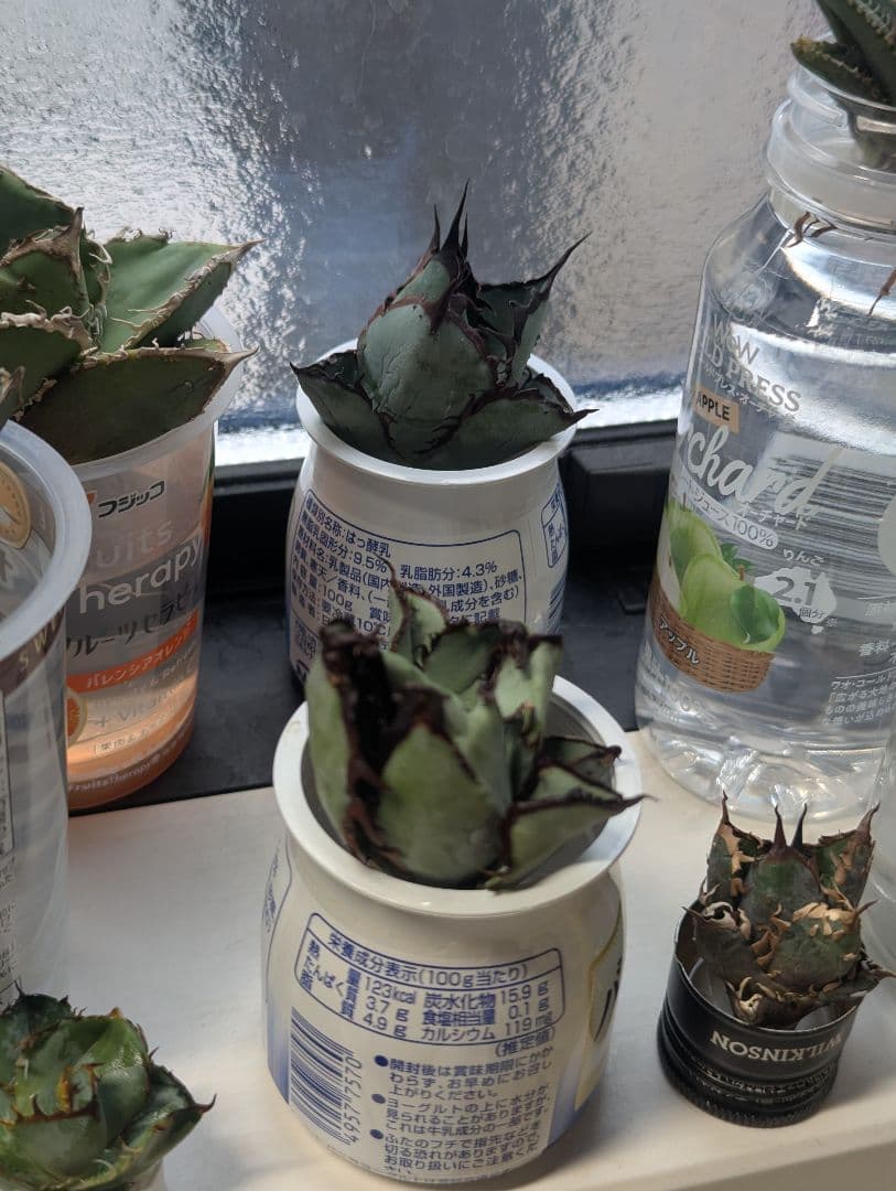 チタノタ「惡魔BB」陽炎タイプ OC天芽 悪魔BB 裏棘BB