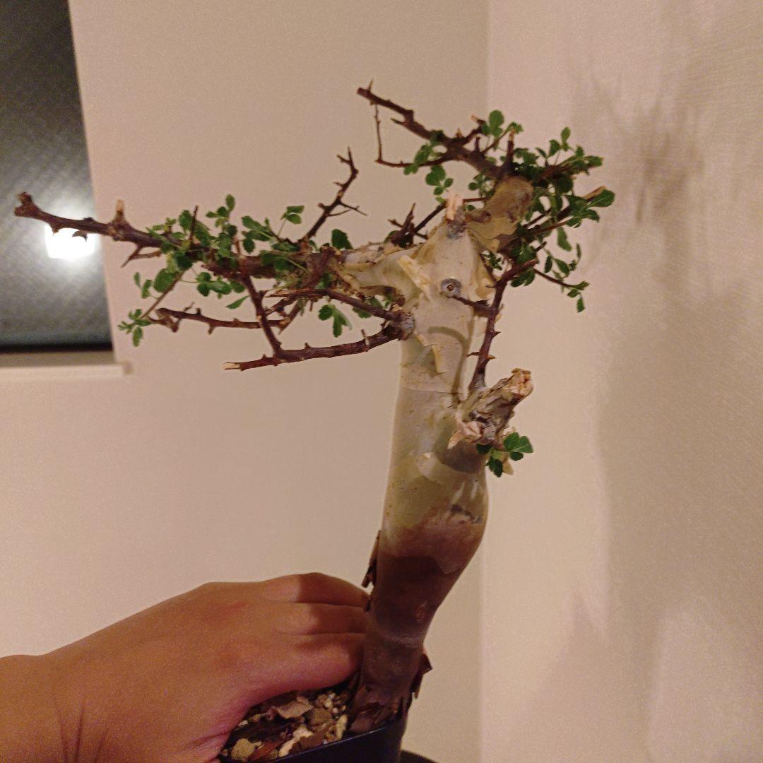 コミフォラ　カタフ　ピュア　発根済み　鉢ごとメルカリ便