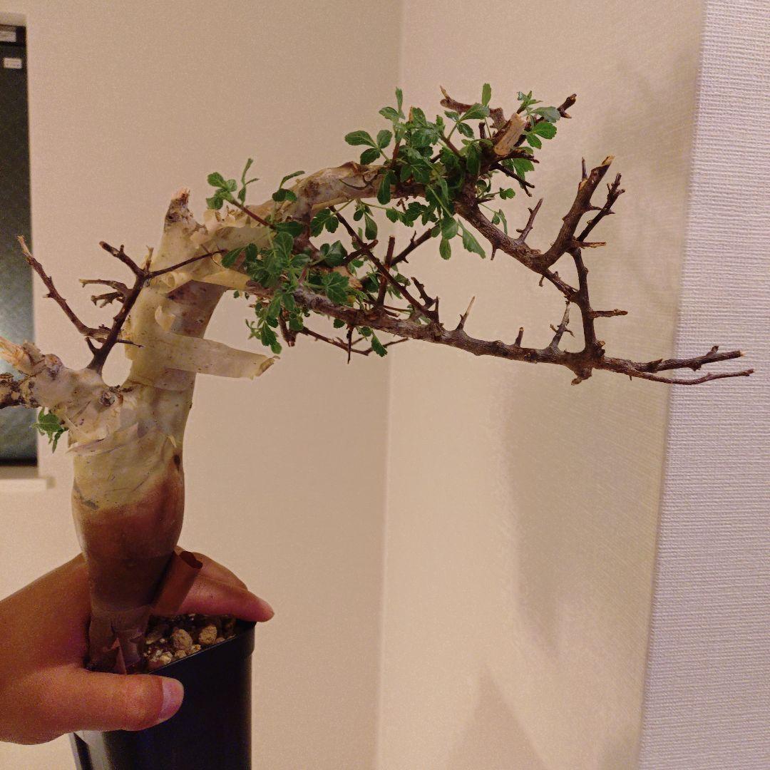 コミフォラ　カタフ　ピュア　発根済み　鉢ごとメルカリ便