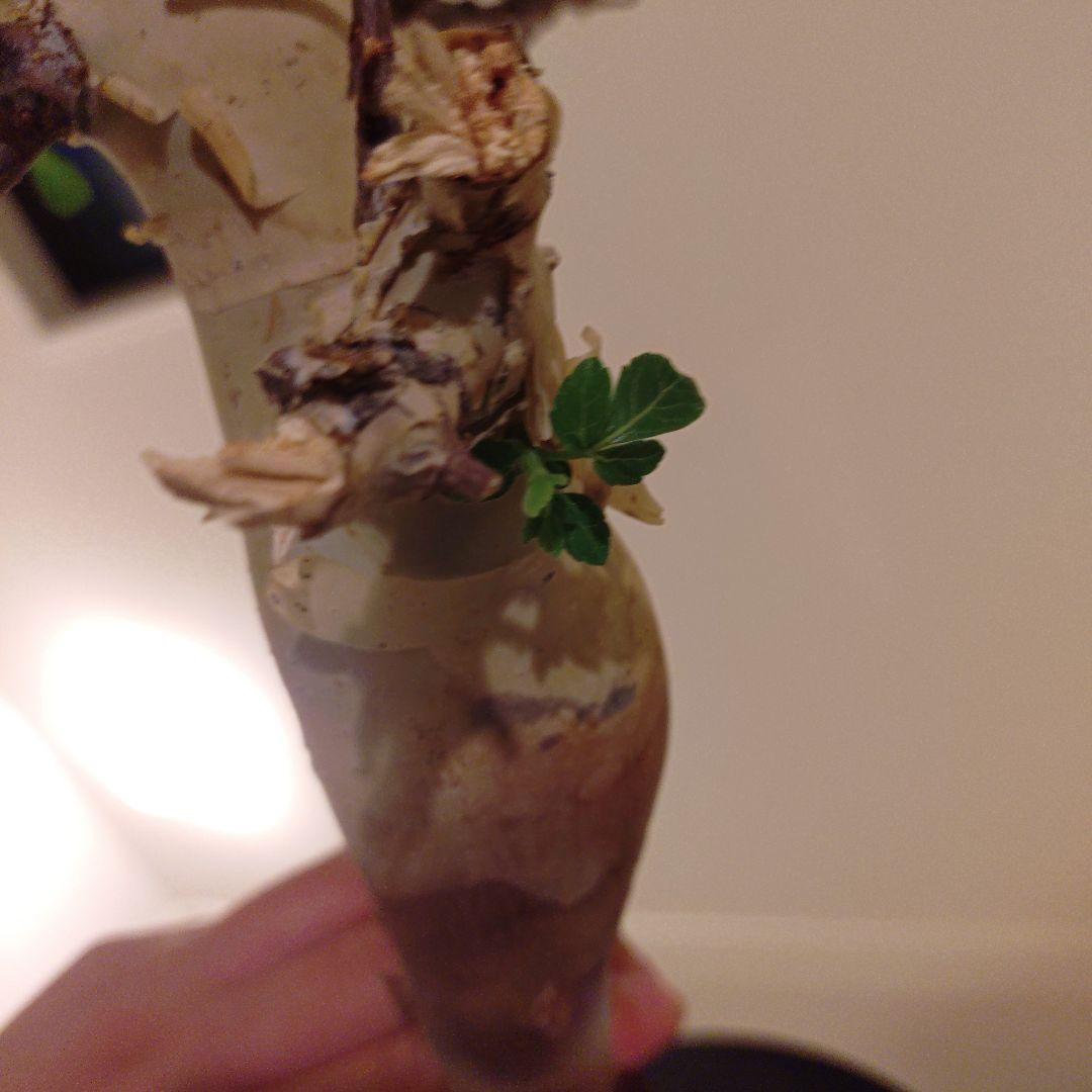 コミフォラ　カタフ　ピュア　発根済み　鉢ごとメルカリ便