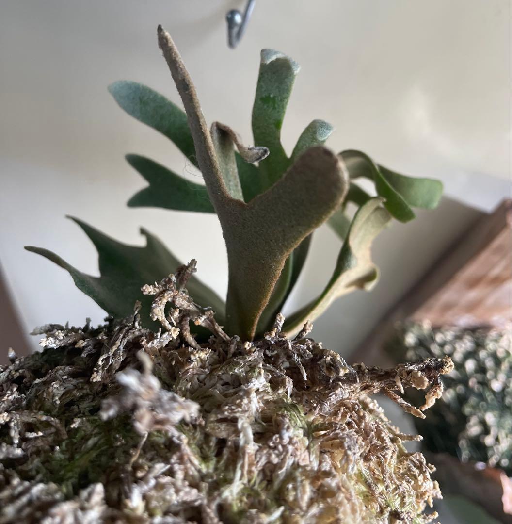 ビカクシダ P.willinckii Golden boy spore 金童